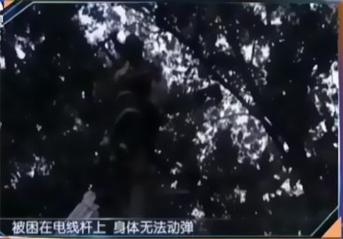 珠江電纜快訊|男子觸電被困，家屬怒斥消防員“帶電也得救”！
